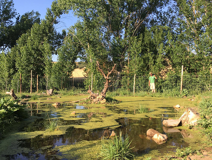 Pond for amphibians in Peñarrubias