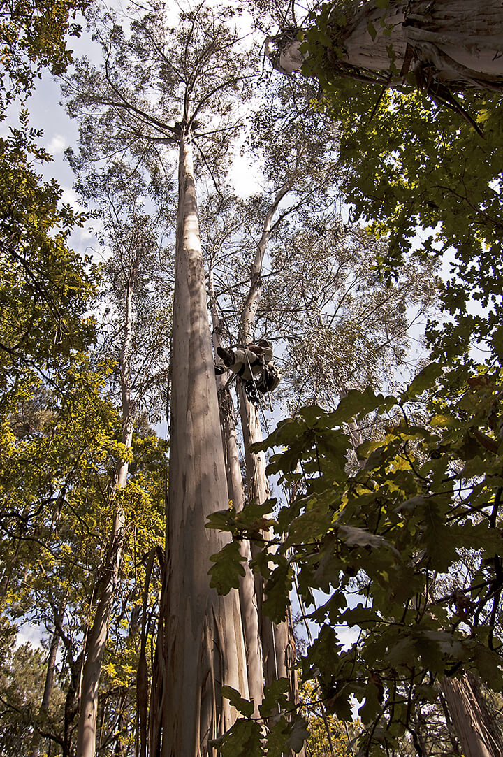 Rapaces utilizan con preferencia los grandes eucaliptos para situar sus nidos