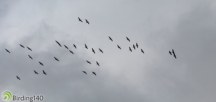 Cranes flying over Trujillo