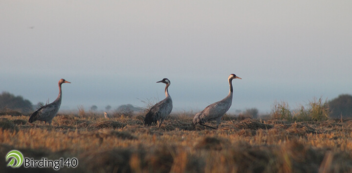 Family of cranes in Extremadura