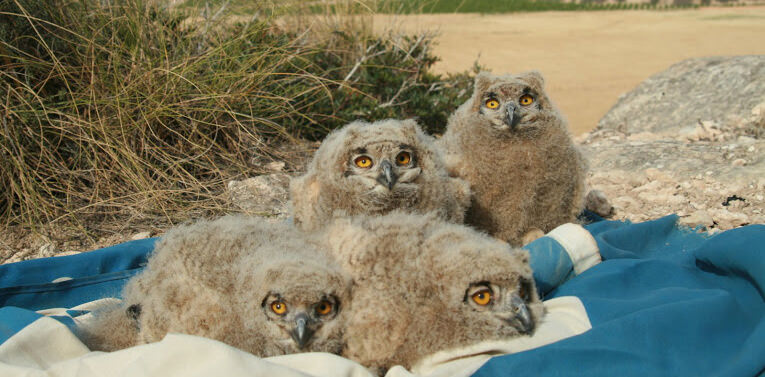Eurasian Eagle-Owl chicks in Sierra de Escalona. Juan M. Pérez-García (ASE).