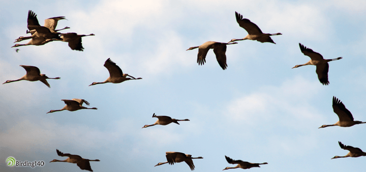 Cranes flying over Gallocanta