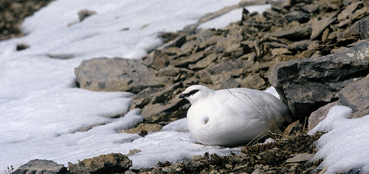 El ave de las nieves. Lagodópodo Alpino Pirenaico