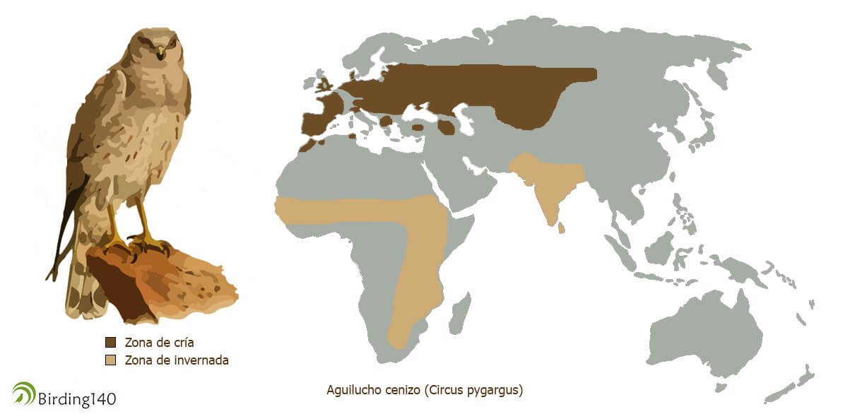 Área de distribución del Aguilucho cenizo (Circus pygargus)