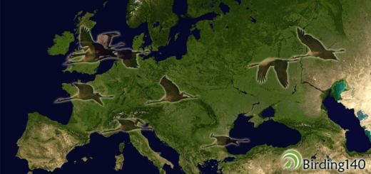 ruta migratoria grulla comun europa