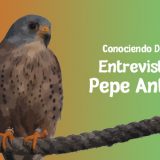 Dema Cernicalo Primilla